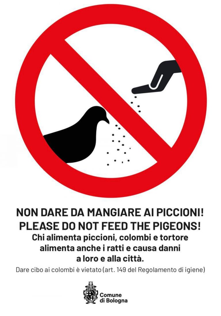 non dare da mangiare ai piccioni